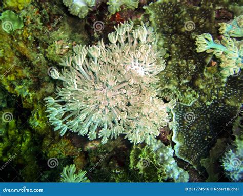 coral in tagalog|Pagsasalin 'coral' – Diksiyunaryo Tagalog.